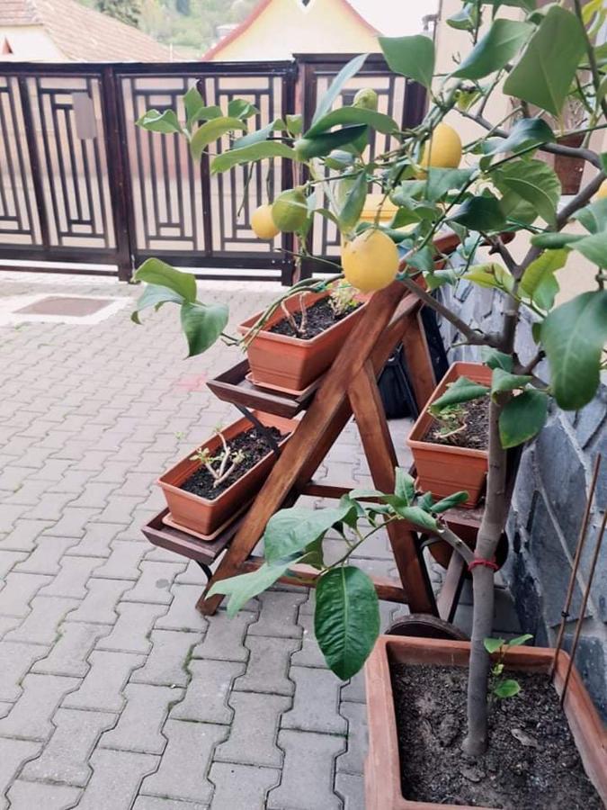 Pensiunea Otilia Sighisoara Luaran gambar